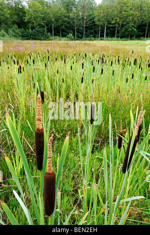 Größere Binsen / Reedmace Seedhead / breitblättrigen Rohrkolben (Typha Latifolia) am Rand des Sees Stockfoto