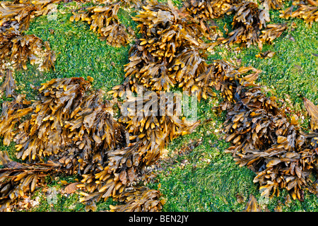 Blase-Wrack (Fucus Vesiculosus), Belgien Stockfoto