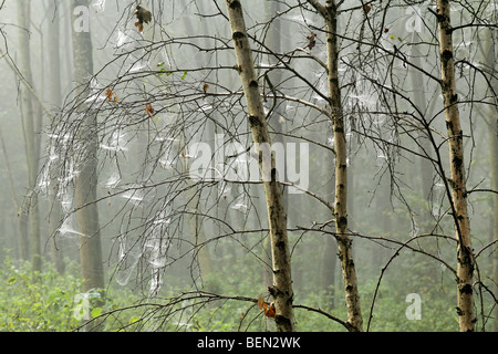Birke (Betula Pendel) bedeckt in Spinnweben im Nebel, Belgien Stockfoto