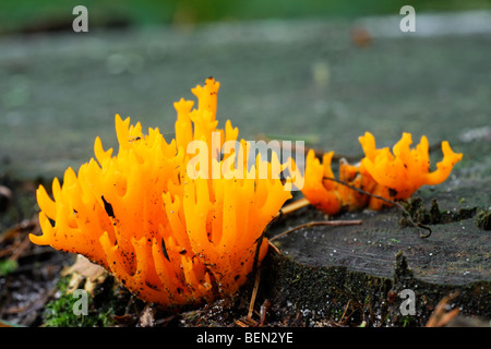 Gelbe Stagshorn / gelb Geweih Pilz (Calocera Viscosa) auf Baumstumpf im Wald Stockfoto