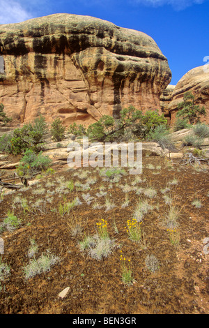 Crytobiotic Kruste auf Bodenoberfläche an Canyonlands National Park, Utah, USA Stockfoto