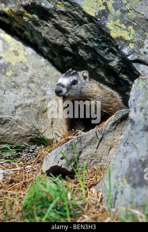 Junge Bauche Murmeltier (Marmota Flaviventris) am Eingang Burrow, Yellowstone-Nationalpark, Wyoming, Nordamerika, Vereinigte Staaten Stockfoto