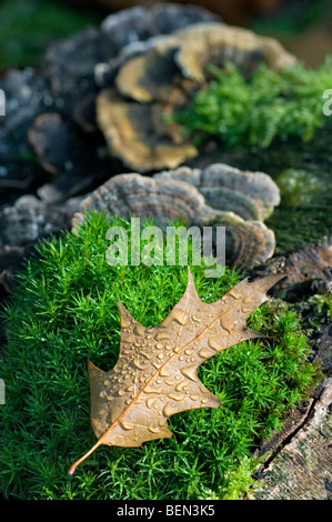 Roteiche Blatt und viele Zonen Polypore / Türkei tail Halterung Pilz (Coriolusextrakt / Trametes versicolor) wächst auf Baumstumpf Stockfoto