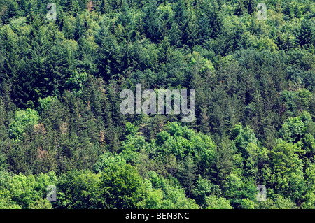 Laub- und Nadelbäume Mischwald in den belgischen Ardennen, Belgien Stockfoto