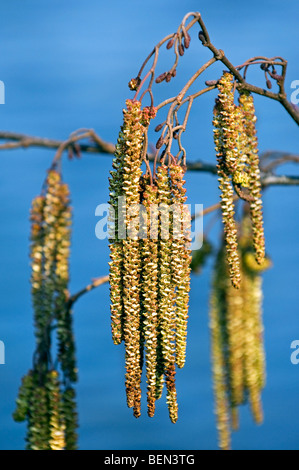 Männliche Kätzchen der Schwarz-Erle / Europäische Erle / gemeinsame Erlen (Alnus Glutinosa), Belgien Stockfoto