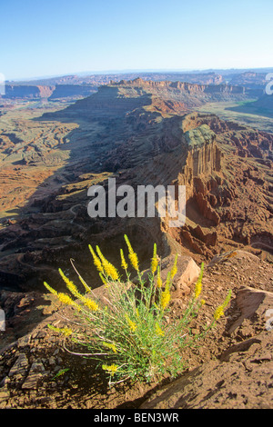 Princes Plume Blumen am Canyonrand auf Antiklinale übersehen auf BLM landet in der Nähe von Moab, Utah, USA Stockfoto