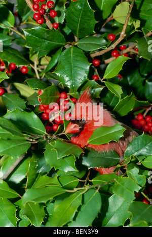 Männliche nördlichen Kardinal spähte aus Stechpalme bush Stockfoto