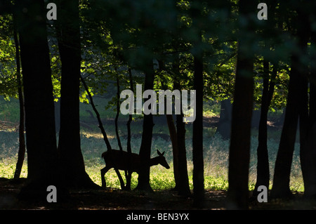 Silhouette Rotwild Hind (Cervus Elaphus) im Wald, Dänemark Stockfoto