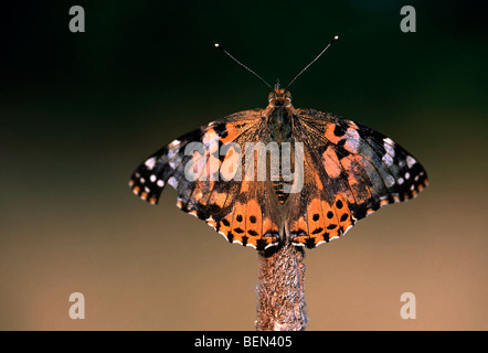 Distelfalter (Vanessa Cardui) auf Rasen-Stiel, Belgien Stockfoto