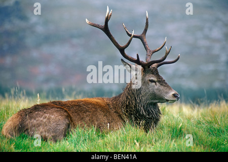 Rotwild-Hirsch (Cervus Elaphus) ruhen in den schottischen Highlands im Herbst, Schottland, UK Stockfoto