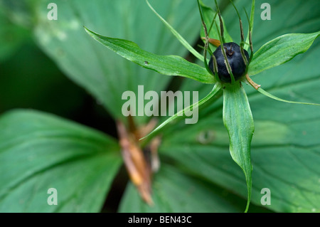 Pflanze Einbeere (Paris Quadrifolia) Beeren im Wald, Belgien Stockfoto