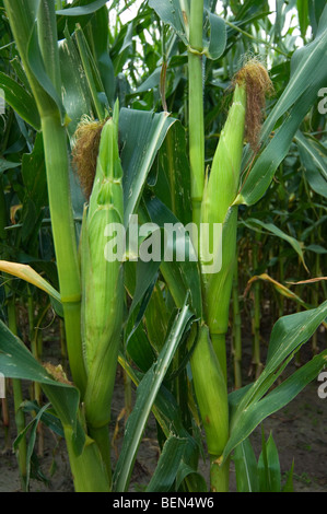 Mais / Mais (Zea Mays) im Feld, Belgien Stockfoto