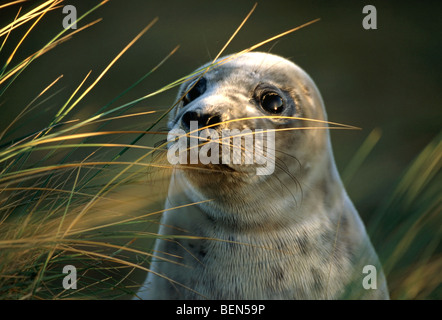 Graue Dichtung (Halichoerus Grypus) Dünengebieten Gras (Ammophila Arenaria), UK Stockfoto