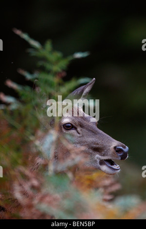 Rothirsch Cervus Elaphus Hind im bracken Stockfoto