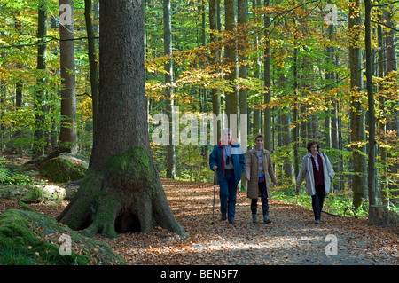 Wanderer in Buchenwald (Fagus Sylvatica) im Herbst, Belgien Stockfoto