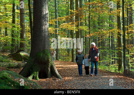 Wanderer in Buchenwald (Fagus Sylvatica) im Herbst, Belgien Stockfoto