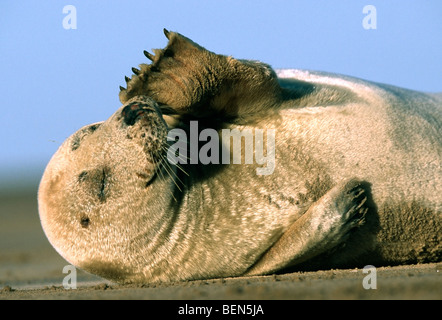 Nahaufnahme des gemeinsamen versiegeln / Hafen Dichtung (Phoca Vitulina) am Strand mit vorderen Flipper Kopf kratzen Stockfoto