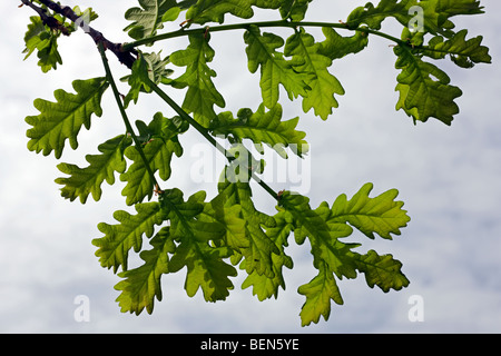Stieleiche (Quercus Robur) Blätter im Frühjahr, Belgien Stockfoto