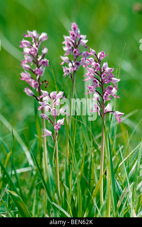 Militärische Orchidee (Orchis Militaris) in Blüte auf Wiese Stockfoto