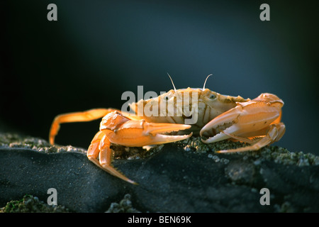 Gemeinsamen essbare Krebs (Cancer Pagurus) auf Stein, belgische Küste Stockfoto