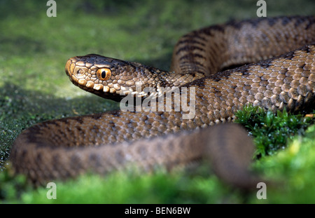 Gemeinsamen europäischen Addierer / Viper (Vipera Berus) auf Felsen Stockfoto