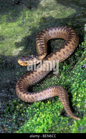 Gemeinsamen europäischen Addierer / Viper (Vipera Berus) auf Felsen Stockfoto