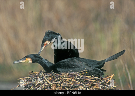 Gemeinsamen Kormoran (Phalacrocorax Carbo) paar auf Nest, Belgien Stockfoto