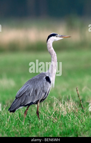 Graureiher (Ardea Cinerea) auf Wiese, Belgien Stockfoto