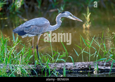 Graureiher (Ardea Cinerea) im Sumpf, Kruger NP, Südafrika Stockfoto