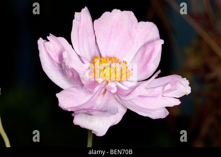 'Königin Charlotte Königin Charlotte' Japanische Anemone, Höstanemon (Anemone x hybrida) Stockfoto