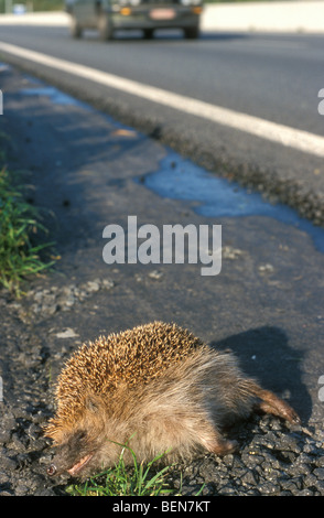 Tot Europäische Igel (Erinaceus Europaeus) Roadkill liegend an viel befahrenen Straße, Belgien Stockfoto