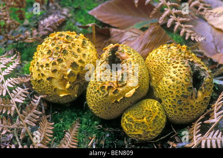 Gemeinsame Earthball Pilze / Schweinehaut vergiften Puffball (Sklerodermie Citrinum / Sklerodermie Aurantium) bricht die Sporen freigeben Stockfoto