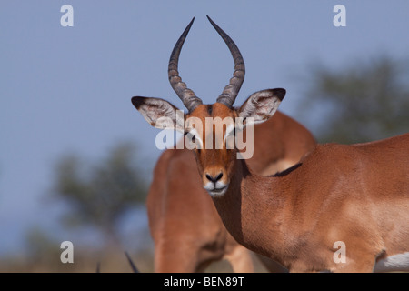 Impala (Aepyceros Melampus). Porträt. Winter, Mai 2009. Hluhluwe-Imfolozi Wildreservat, Kwazulu Natal, Südafrika. Stockfoto