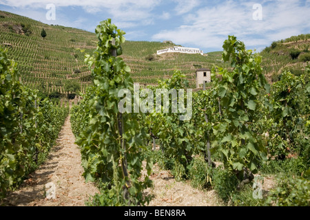 Blick auf die M. Chapoutier Crozes-Hermitage Weinberge in Tain l ' Hermitage, Rhone-Tal, Frankreich Stockfoto