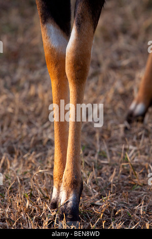 Nyala Bein Detail. (Tragelaphus Angasii). Nyala-Männchen sind auch auch Nick namens gelben Socken. Stockfoto