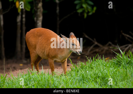 Roten Wald Duiker (Cephalophus Natalensis). Auch benannt Natal Duiker. Entlang der Kante von einem Mangrovensumpf. Stockfoto