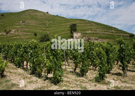 Blick auf die M. Chapoutier Crozes-Hermitage Weinberge in Tain l ' Hermitage, Rhone-Tal, Frankreich Stockfoto