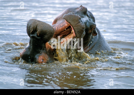 Zwei Nilpferd Bullen (Hippopotamus Amphibius) kämpfen im Wasser des Sees, Krüger Nationalpark, Südafrika Stockfoto