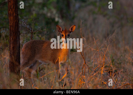 Graue Duiker (Sylvicapra Grimmia). Mai 2009, Winter. uMkhuze Game Reserve, Kwazulu-Natal, Südafrika. Stockfoto