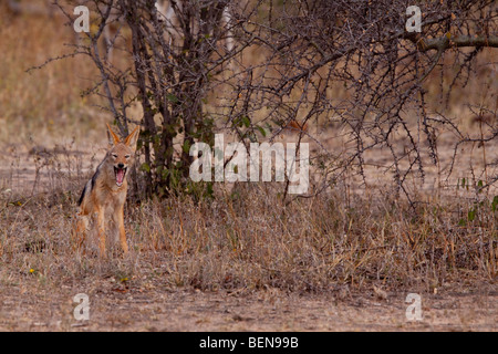 Black-backed Jackal (Canis Mesomelas). Balule Private Nature Reserve. Greater Kruger National Park, Limpopo, Südafrika. Stockfoto