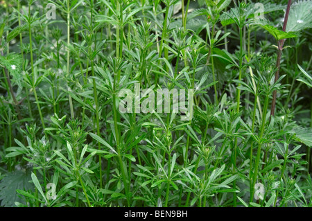 Goose Grass / Hackmesser (Galium Aparine), Belgien Stockfoto