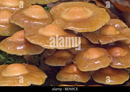 Ummantelten Stockschwämmchen (Kuehneromyces Stockschwämmchen / Pholiota Stockschwämmchen) Stockfoto