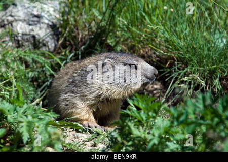 Junge Alpine Murmeltier (Marmota Marmota) sitzen im Eingang der Höhle, Nationalpark Gran Paradiso, Italienische Alpen, Italien Stockfoto