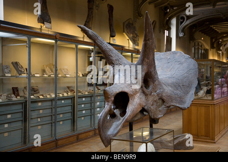 Triceratops Schädel in der Galerie der Paläontologie und vergleichende Anatomie im Natural History Museum in Paris, Frankreich Stockfoto