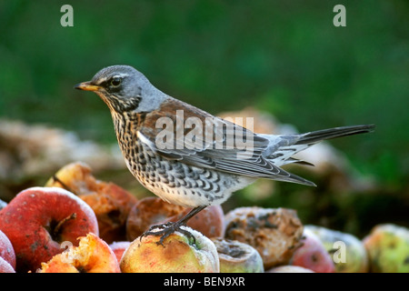 Wacholderdrossel (Turdus Pilaris) Verzehr von Äpfeln im winter Stockfoto