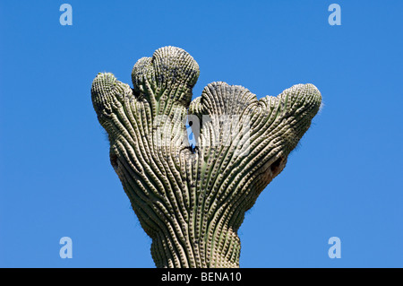 Crested Saguaro Kaktus (Carnegiea Gigantea) in der Sonora-Wüste, Organ Pipe Cactus National Monument, Arizona, USA Stockfoto