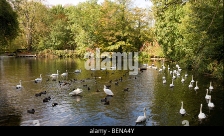 Eine Schar von Schwänen an Brundon in Suffolk, England. Stockfoto
