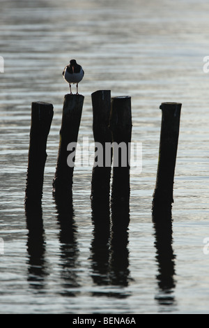 Austernfischer (Haematopus Ostralegus) auf der Pole, Belgien Stockfoto