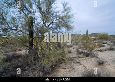 Saguaro-Kakteen (Carnegiea Gigantea) wachsen durch Zweige der gelben Foothill Palo Verde in der Sonoran Wüste, Arizona, USA Stockfoto