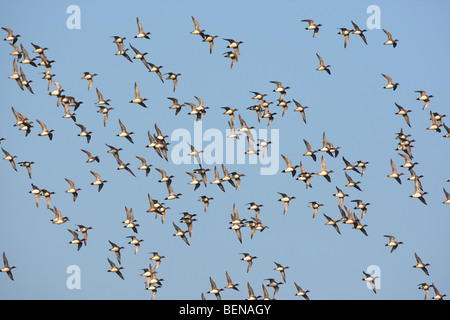 Eurasische Pfeifenten / Pfeifente / eurasischen Pfeifente (Anas Penelope / Mareca Penelope) Herde im Flug im Winter Stockfoto